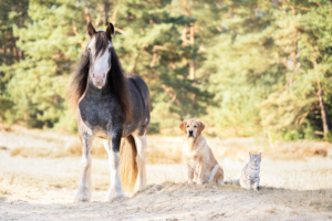 Gedragstherapie bij dieren