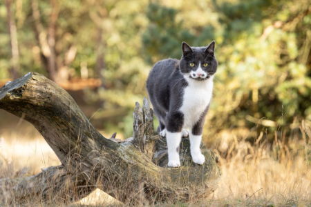 Niesziekte bij de kat afbeelding