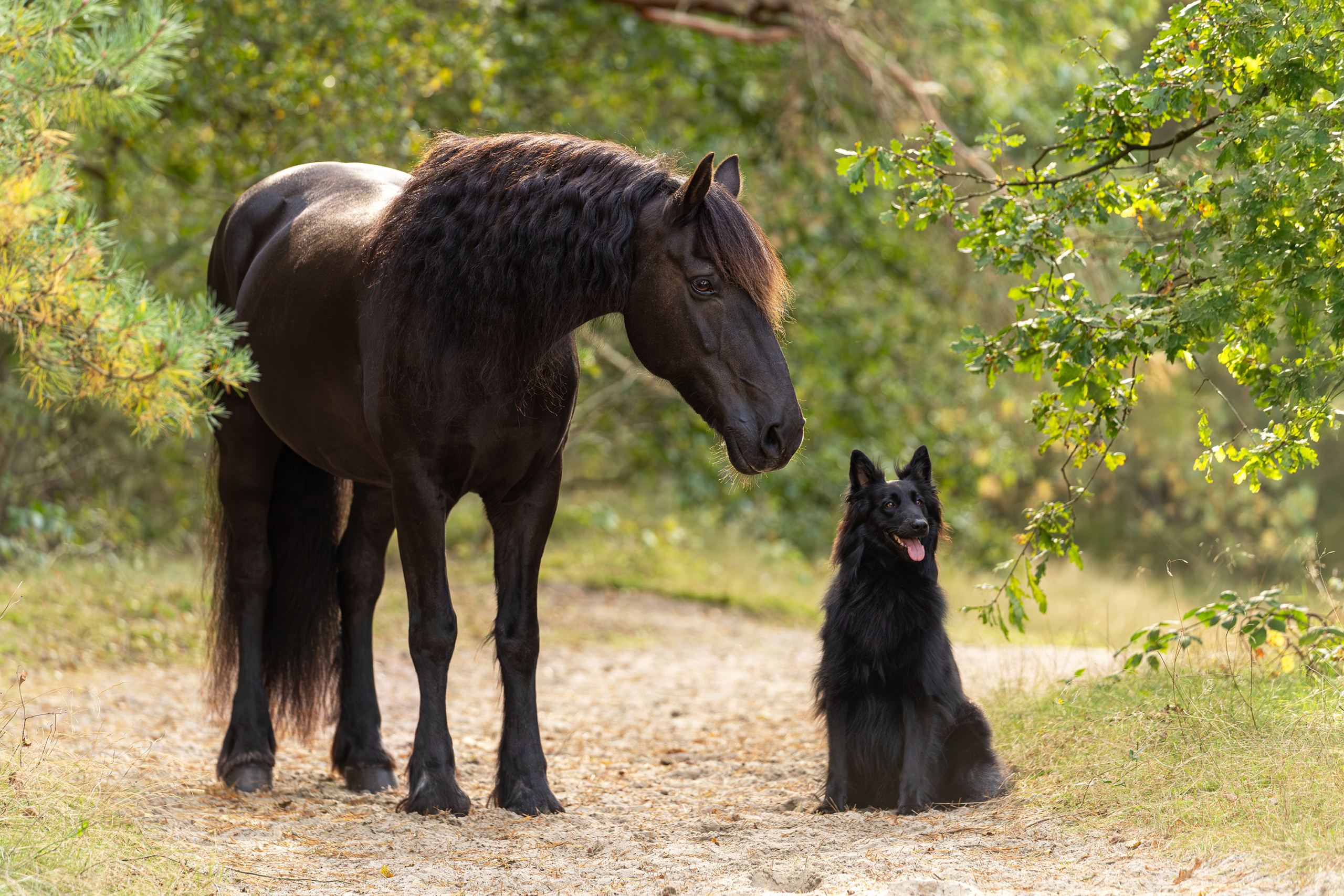 Paard en hond 2025 sfeerfoto (3)