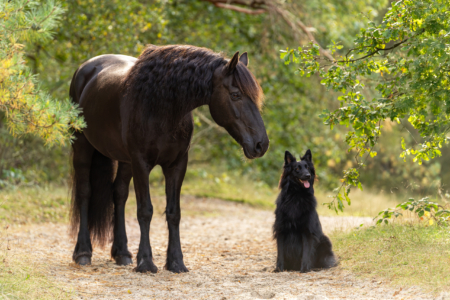 Doping in de paarden- en hondensport afbeelding