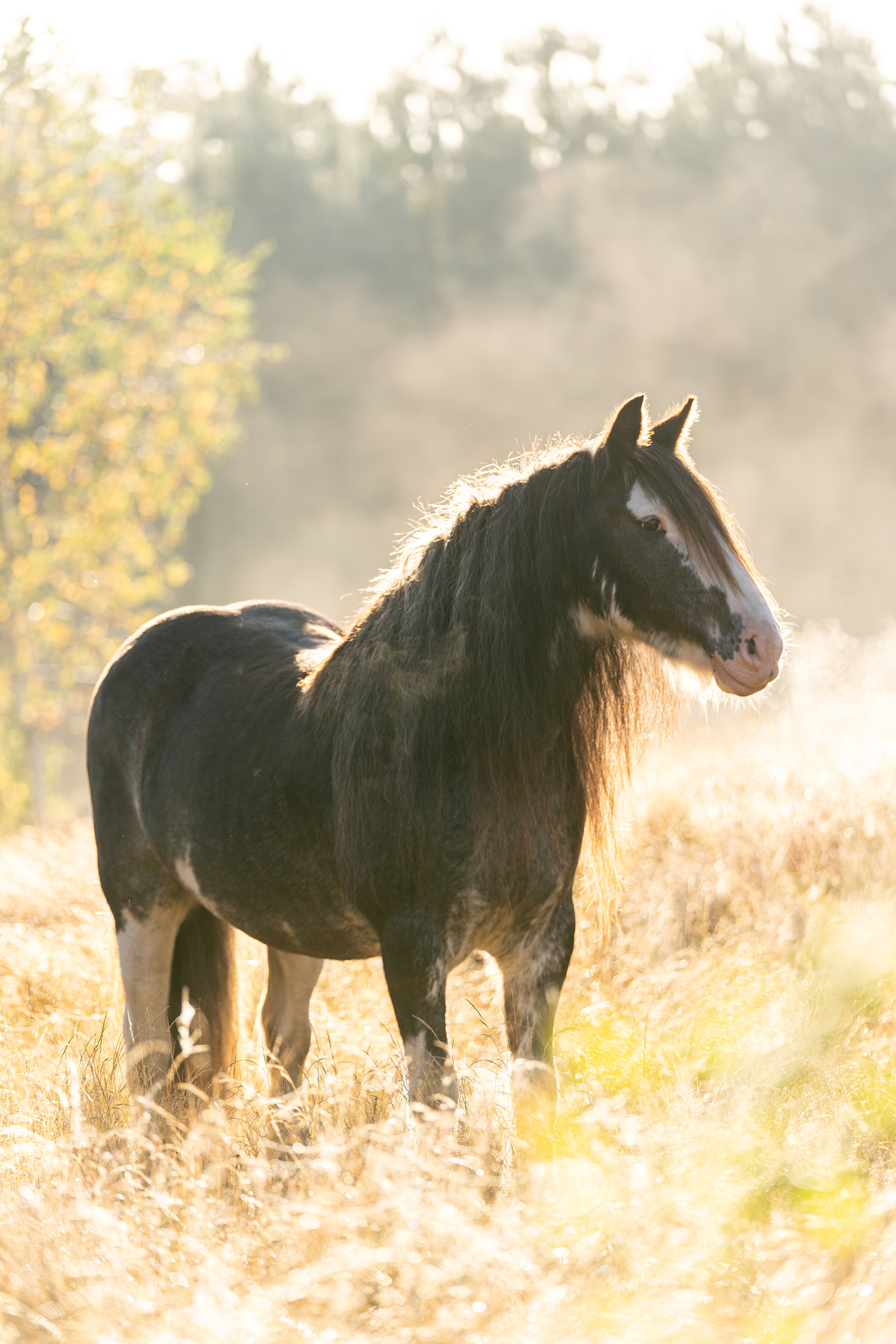 Paard tinker 2025 sfeerfoto