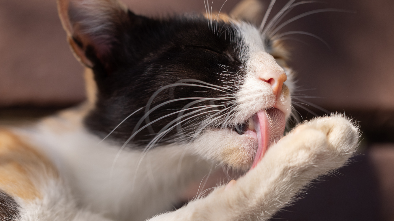 Dwangmatig likken bij katten