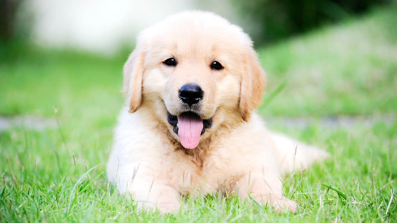 kleine puppy's groeien groot