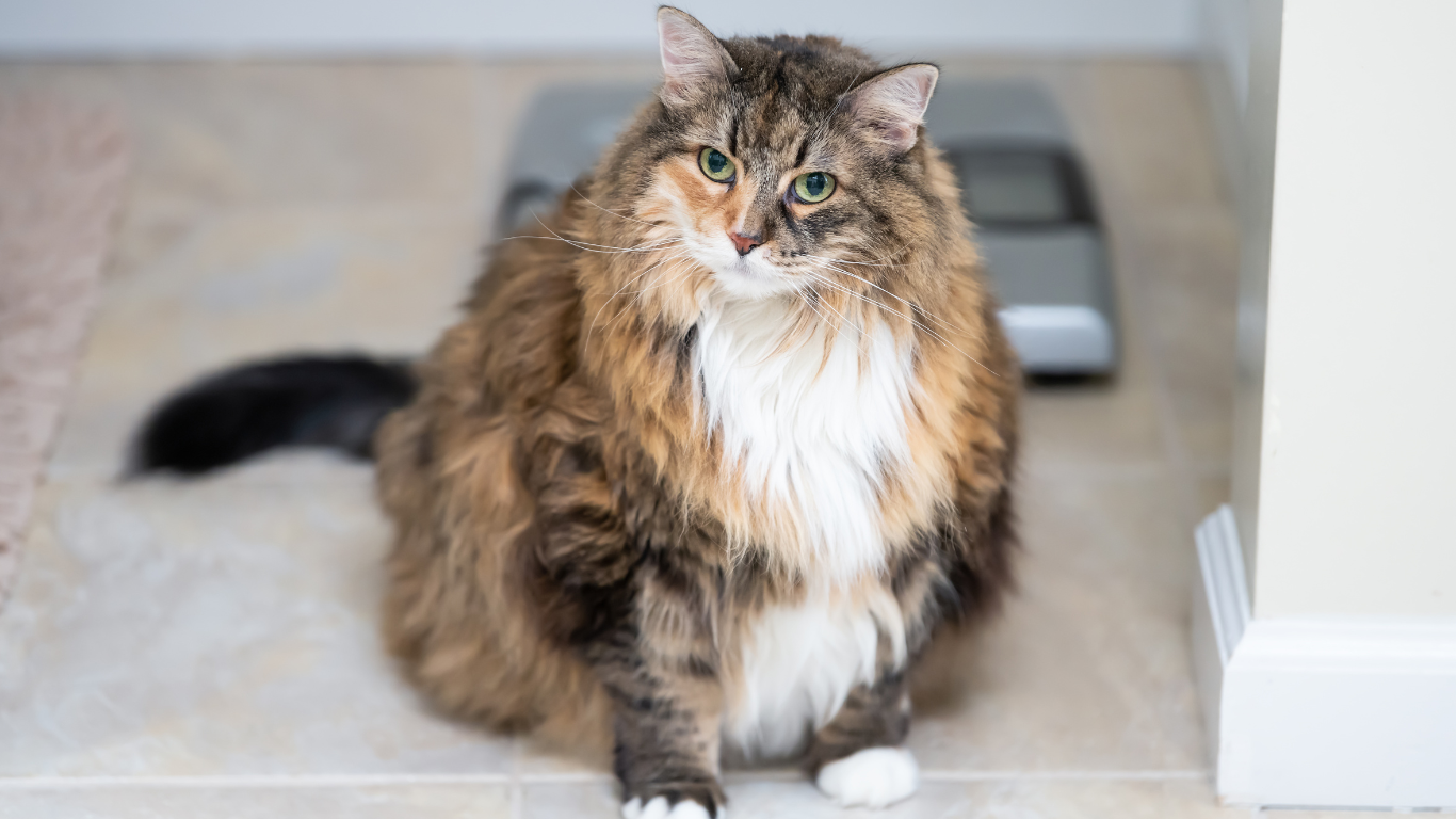 obesitas bij katten