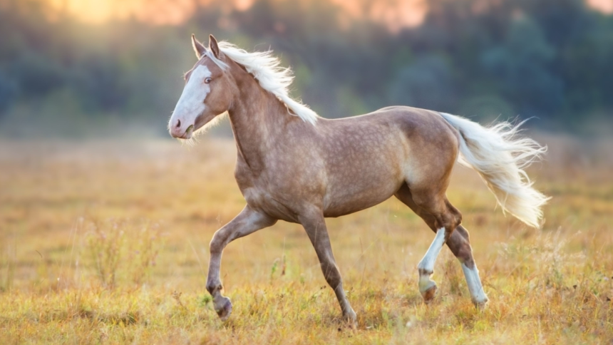 Hoe herken je spanning en stress bij je paard? En wat kun je doen om je paard te ondersteunen?