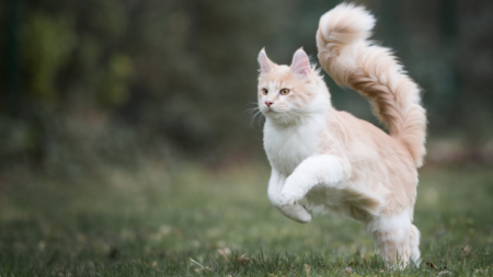 Katten en homeopathie afbeelding