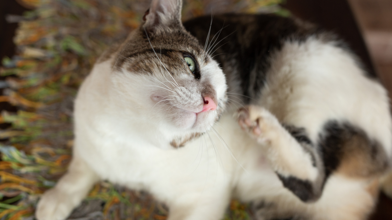 Katten met jeuk