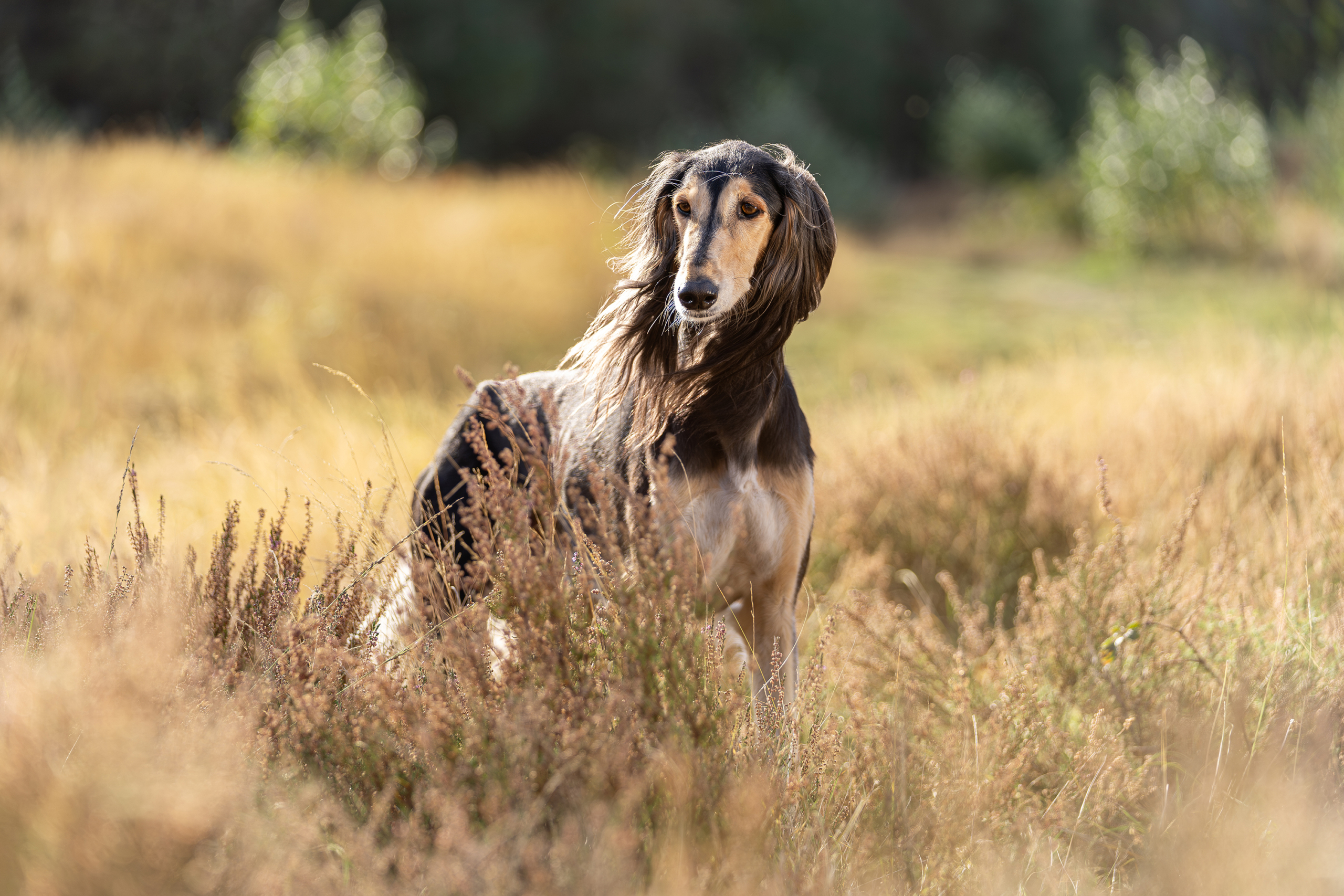 Hond 2025 sfeerfoto (8)
