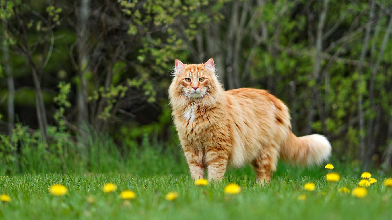 Verminderde eetlust bij katten