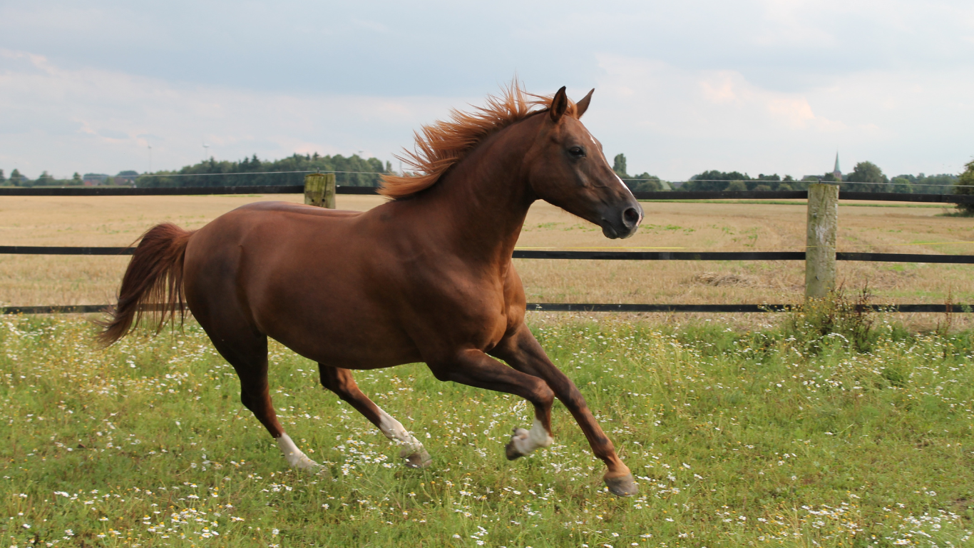 Rennend paard