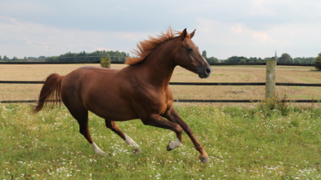 In gesprek met… Wendy Bleekemolen afbeelding