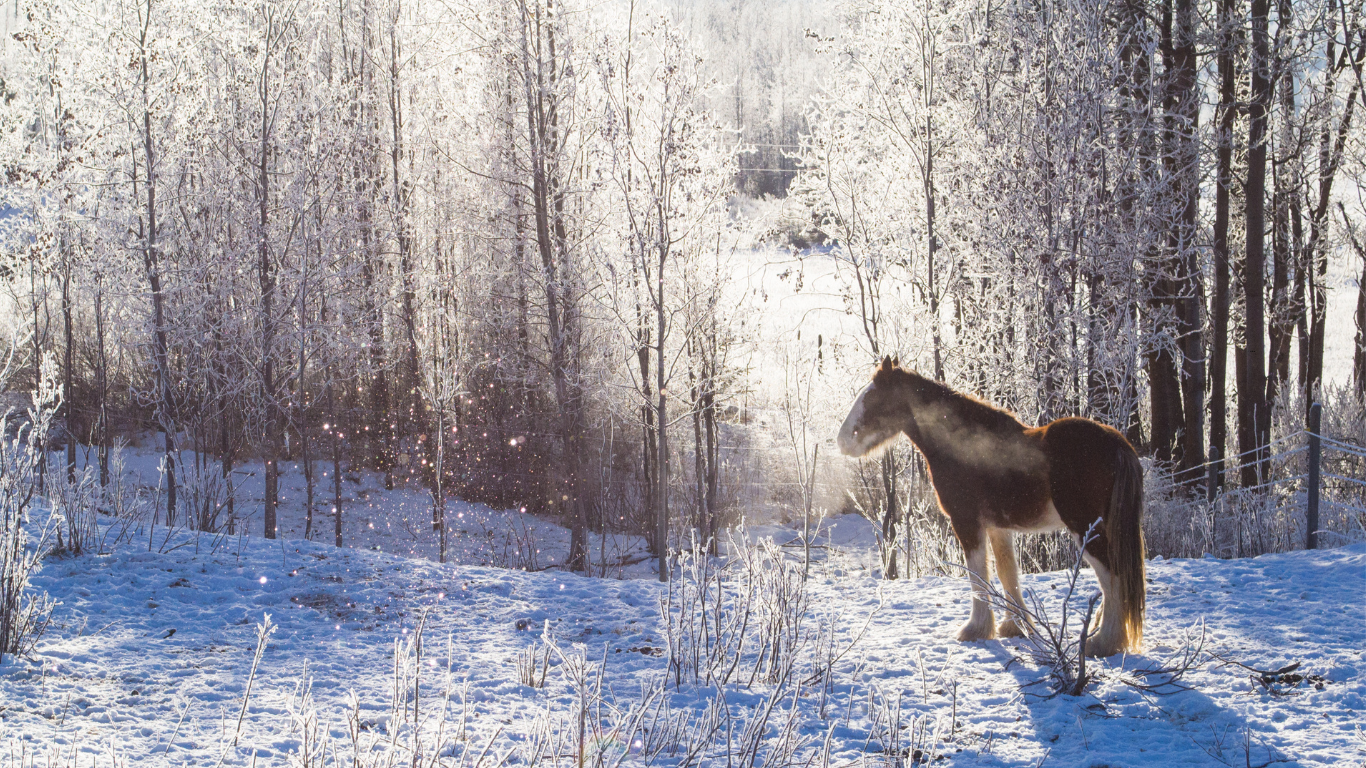 paard sneeuw