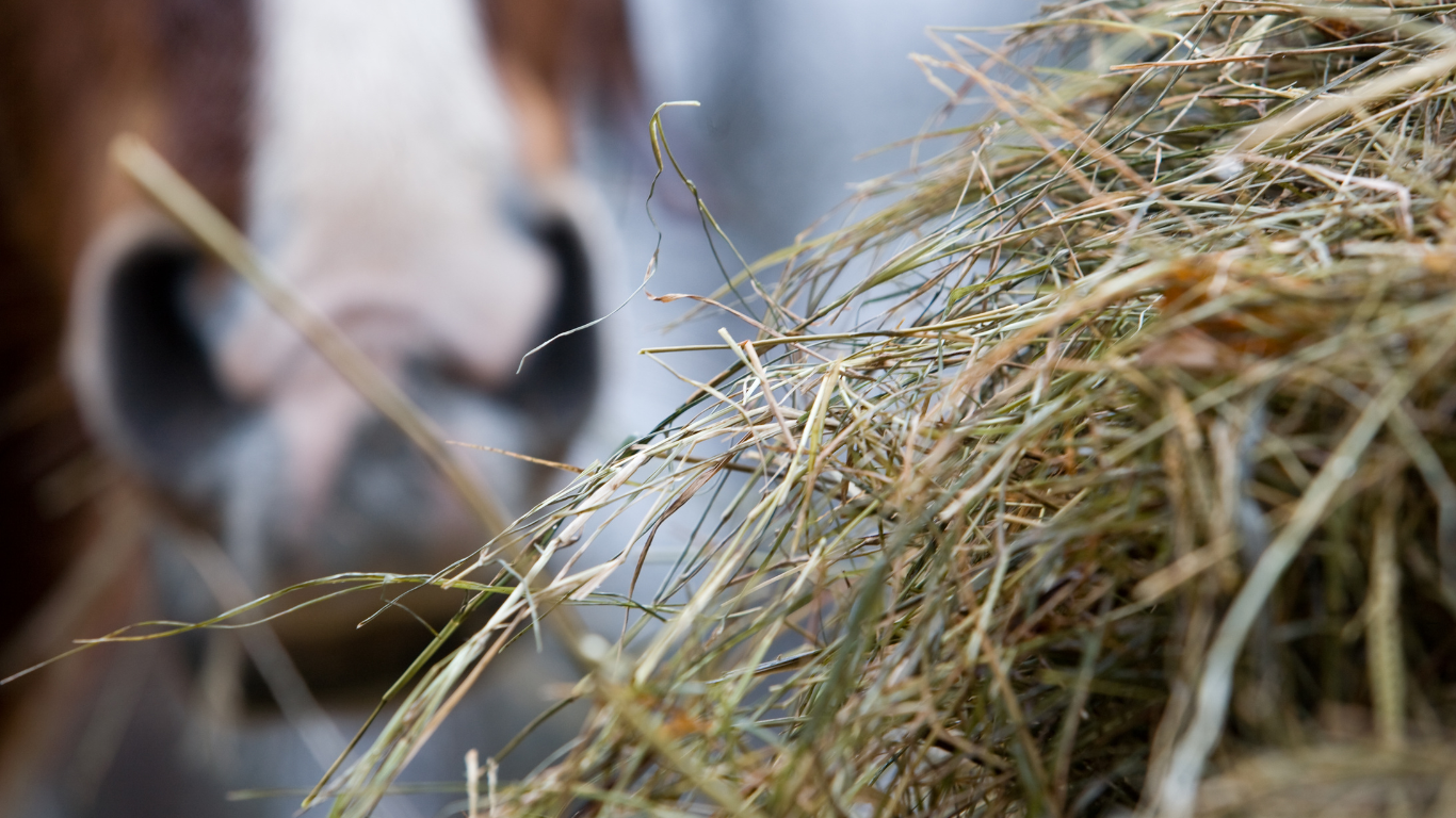 paard hooi