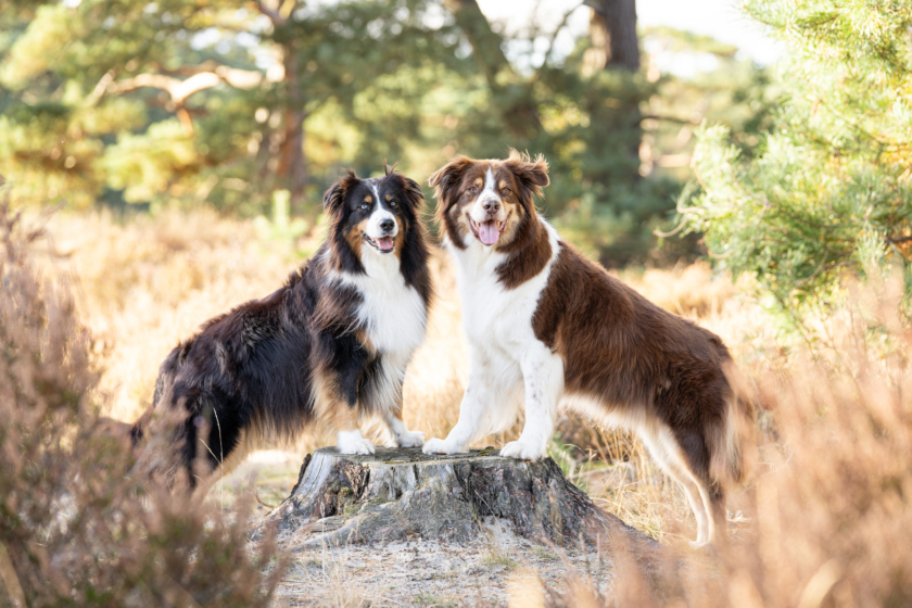 Hond mee op vakantie. Waar moet je allemaal aan denken?