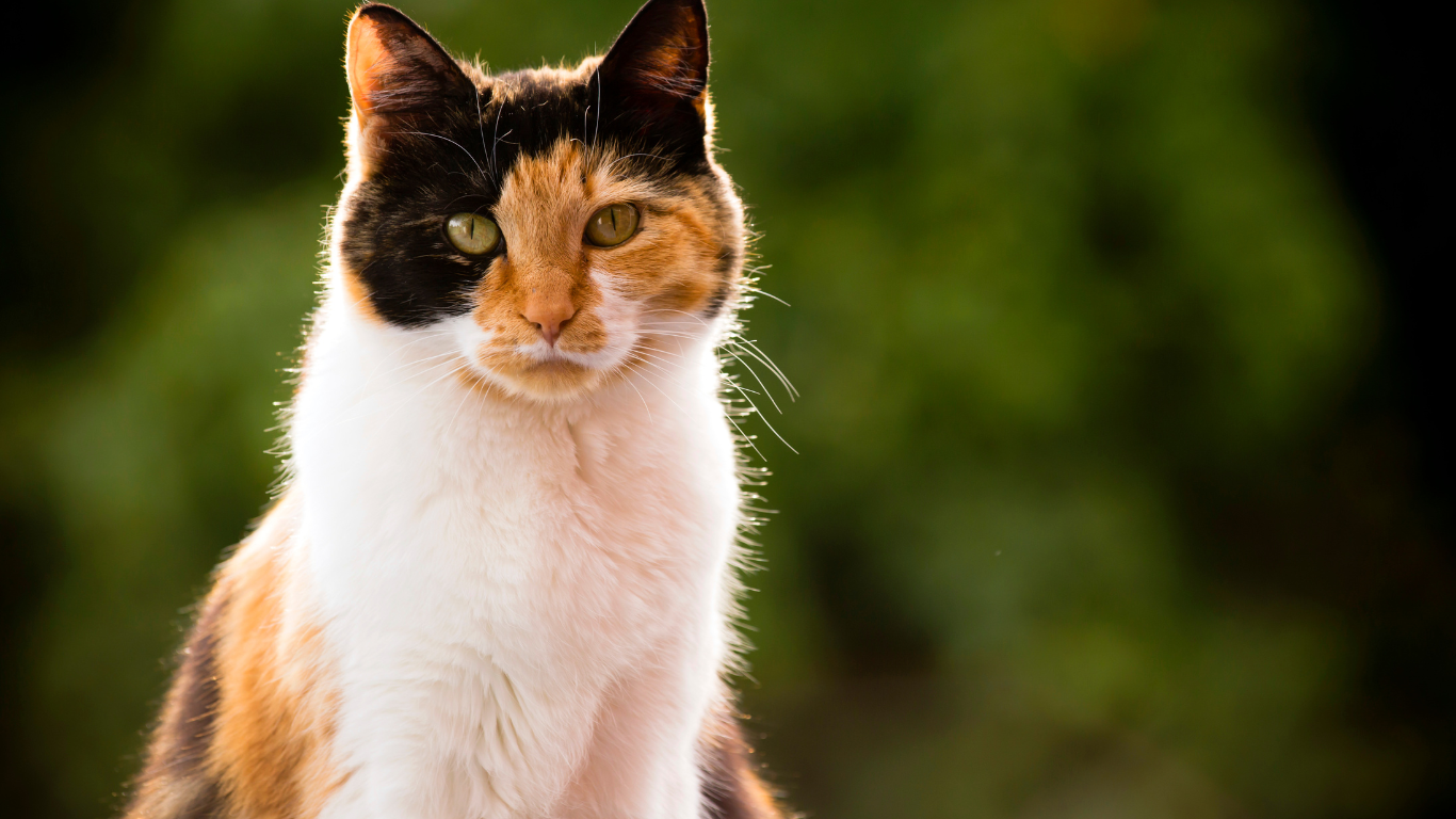 Poes Hazel