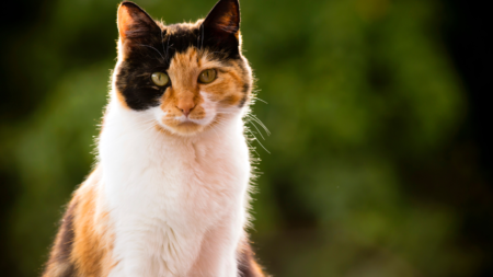 Poes plast over de bak afbeelding