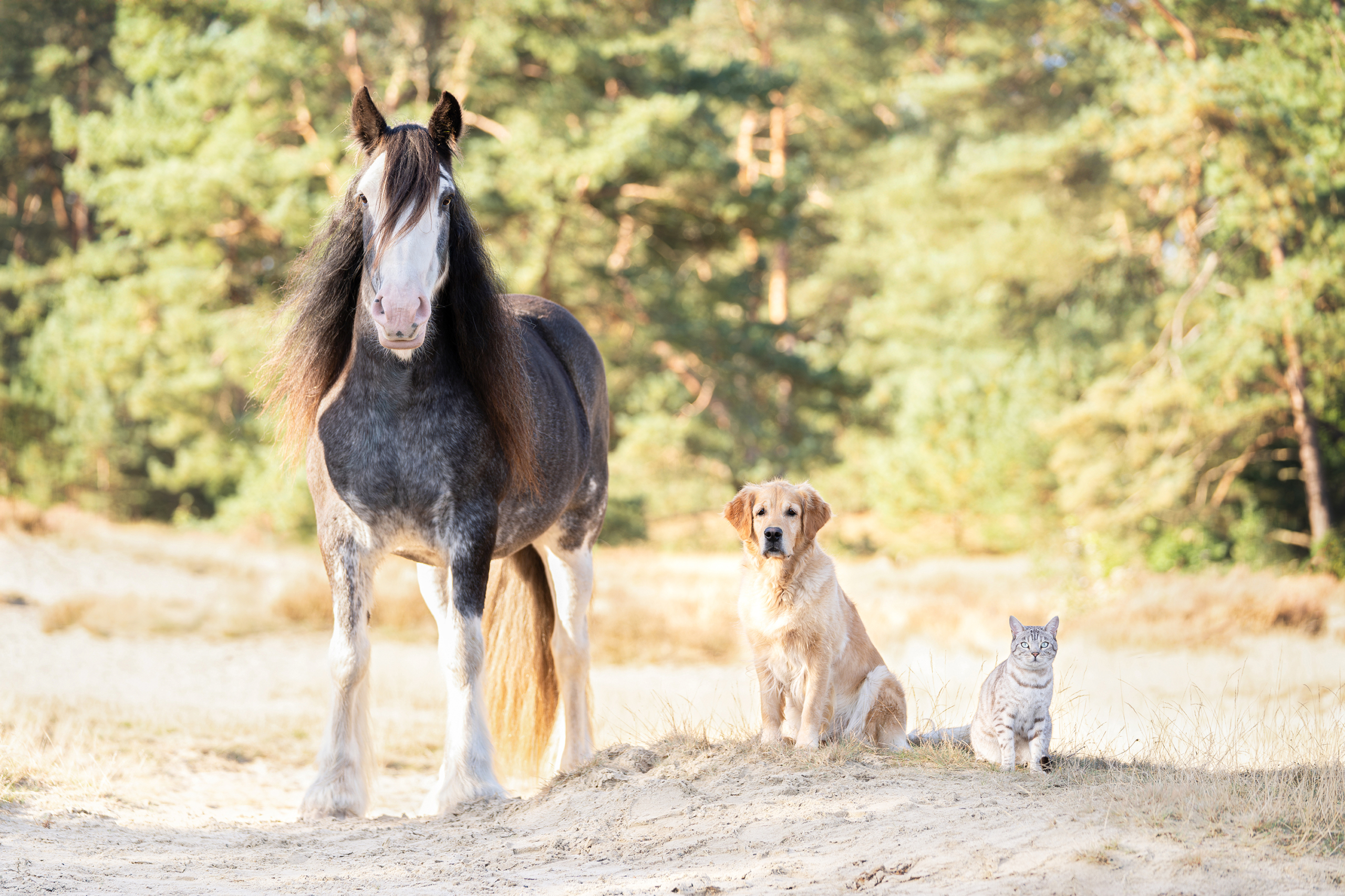 Paard, hond en kat 2025 sfeerfoto