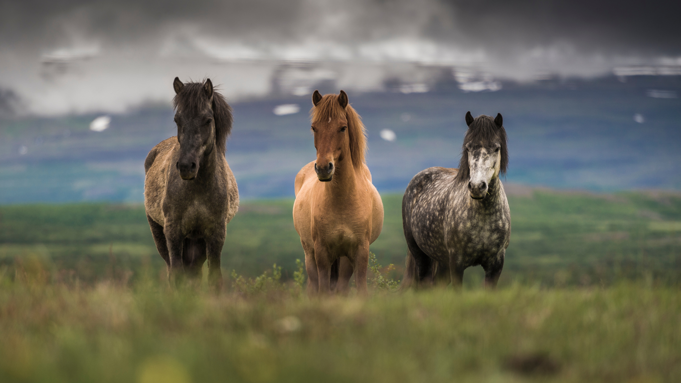 Hou de luchtwegen van je paard gezond