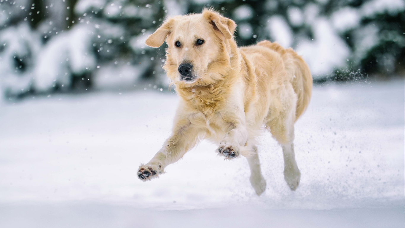 Wintertips hond