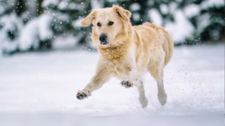 Tips en trucs voor een veilige en gezonde winter afbeelding