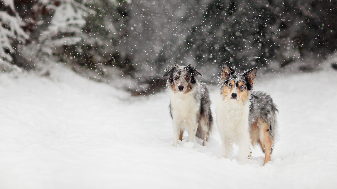 Honden in de winter