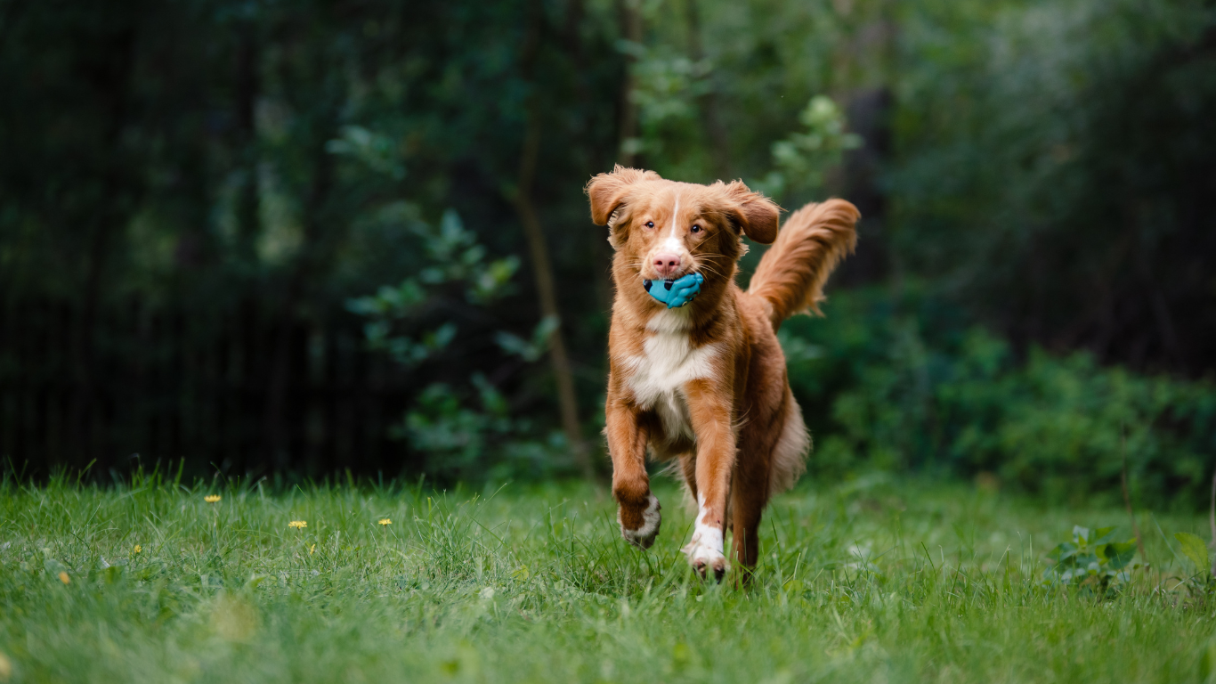 Uit de praktijk van... Evelien van der Waa: rugklachten bij de hond