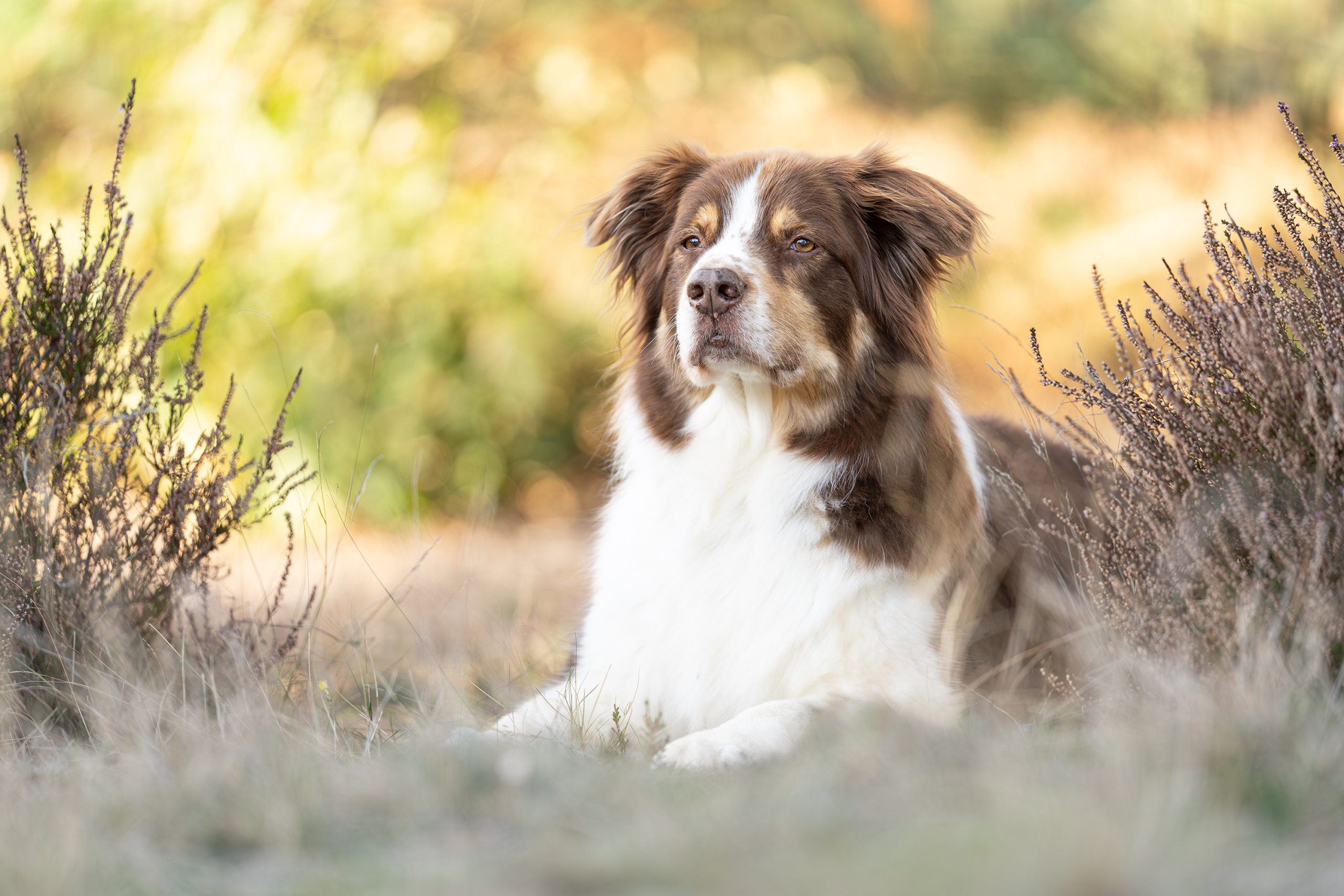 Hond 2025 sfeerfoto (6)