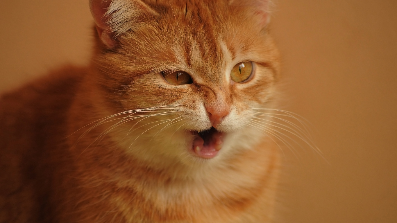 Niezende kat