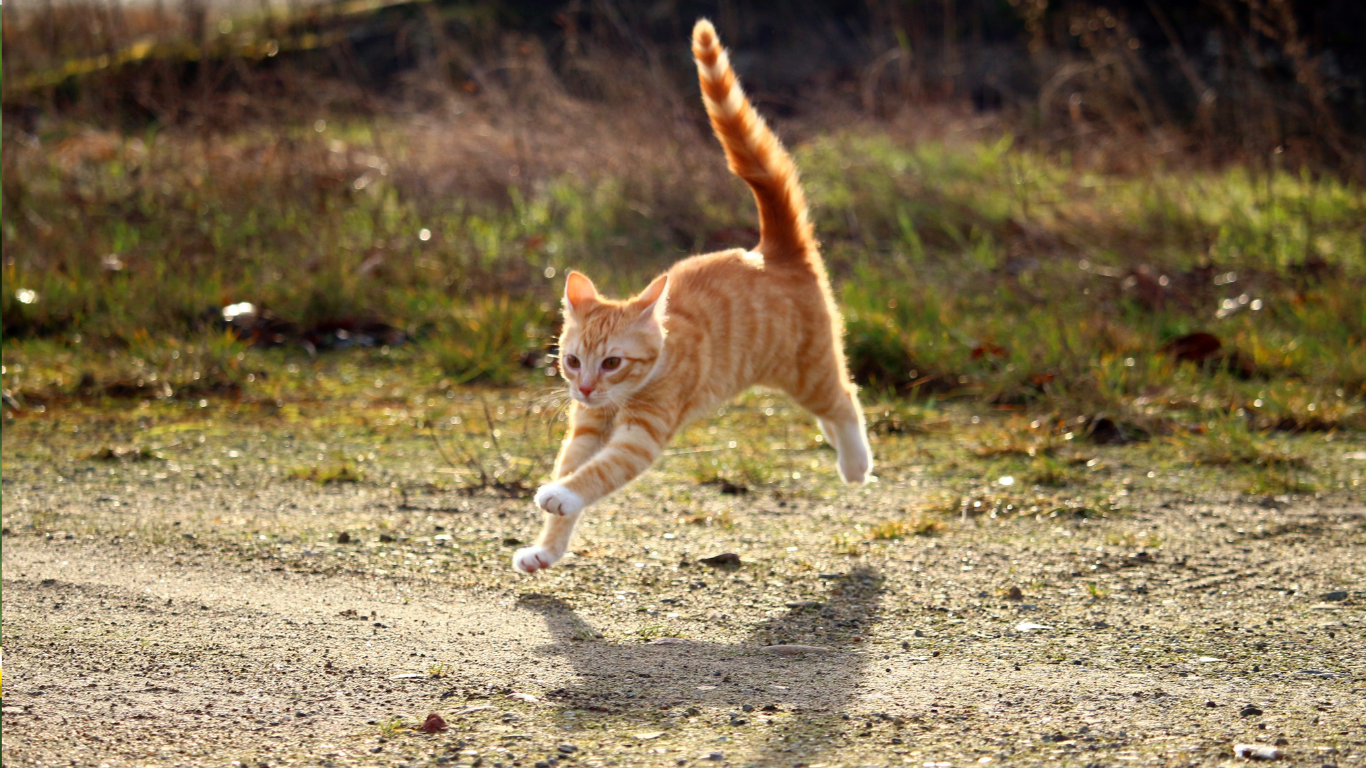 kater wilt niet meer eten