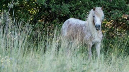 Pollenallergie bij het paard afbeelding