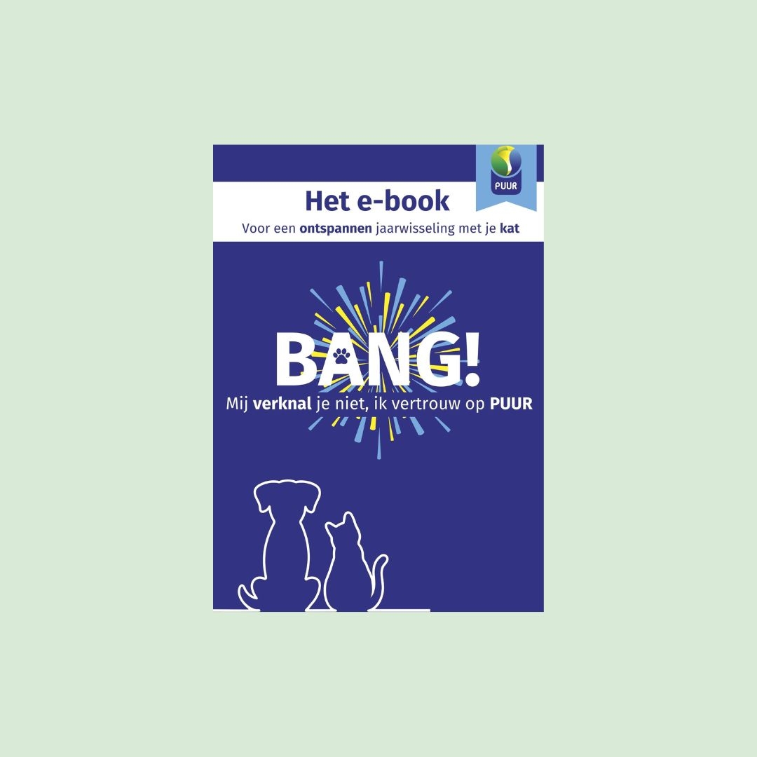 Bang kat