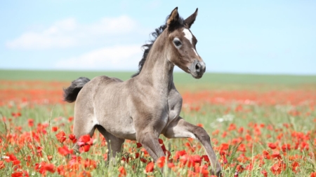 Nier-energie en gewrichtsstijfheid bij paarden afbeelding