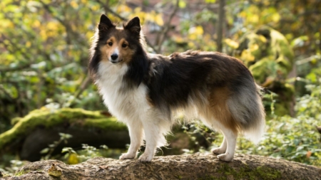 Medicatie toedienen bij hond kat afbeelding