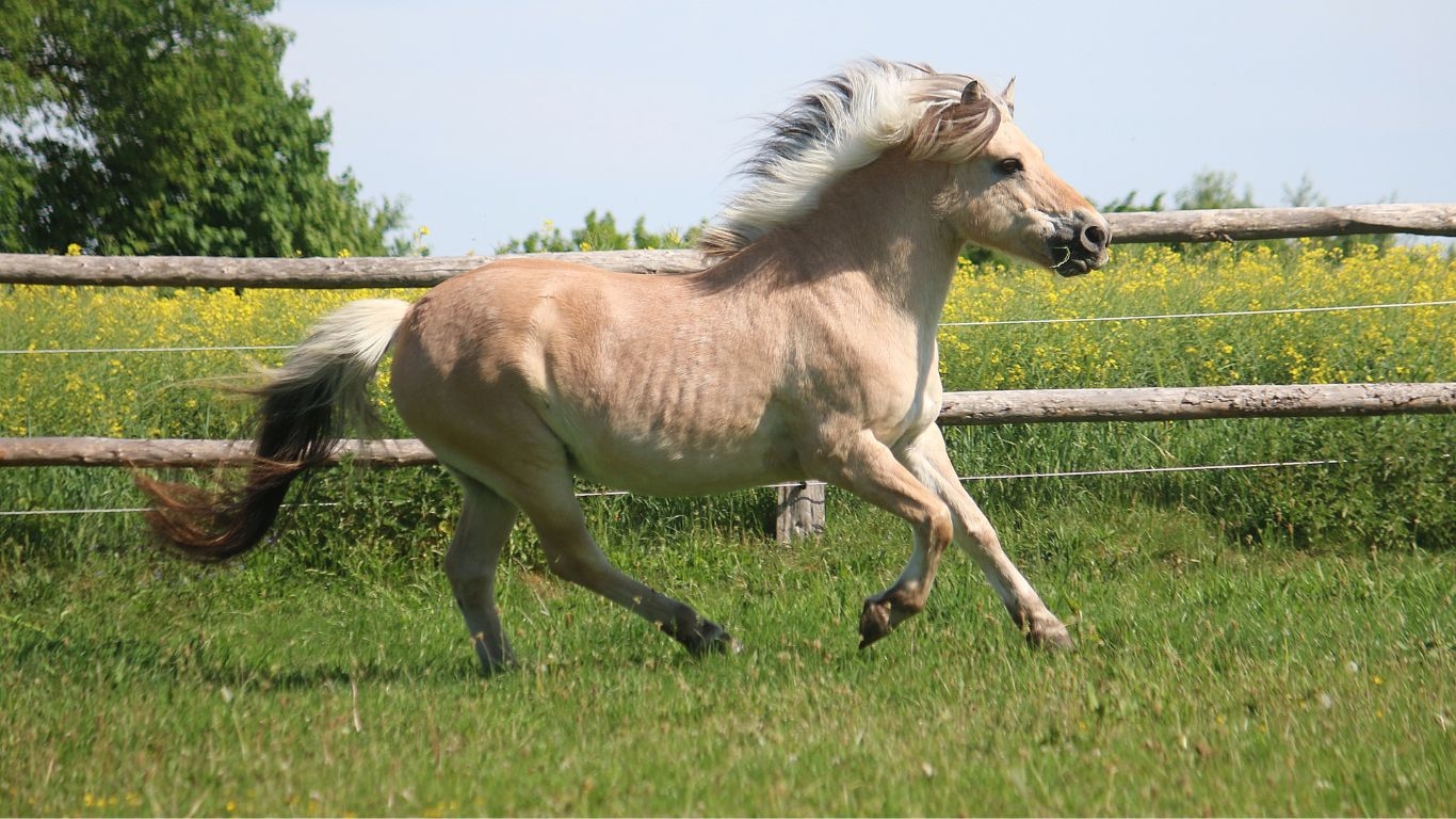 Overbelasting paard