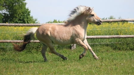 Beweging traumas en overbelasting bij paarden afbeelding