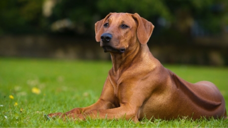 Castratie hond afbeelding