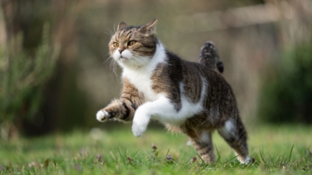 Goed nieuws voor katten met diabetes afbeelding