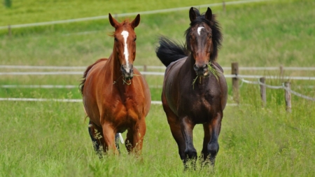 Parasieten bij paarden afbeelding