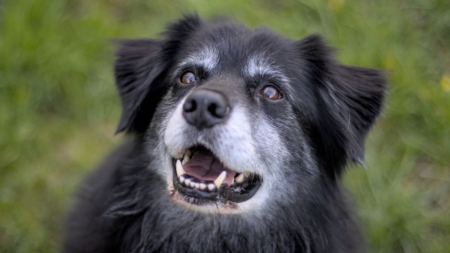 Schildklierproblemen bij honden afbeelding