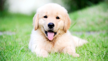 Wagenziekte bij pups afbeelding