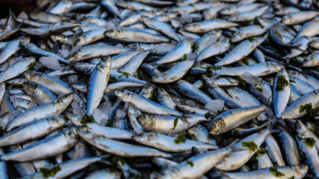 Omega-3 afbeelding