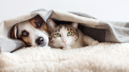 Weerstand: de basis voor een gezonde hond en kat afbeelding