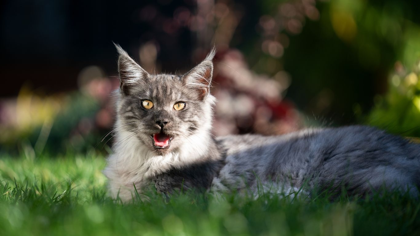 hijgende kat