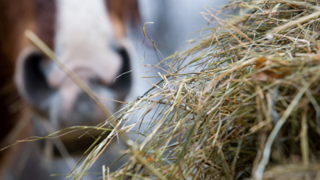 Mijt bij paarden afbeelding