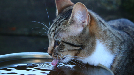 Oudere kat gaat veel drinken afbeelding
