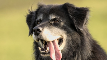 Artrose bij honden afbeelding