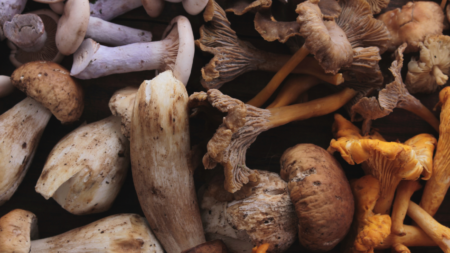 Mycotherapie of de geneeskracht van paddenstoelen afbeelding