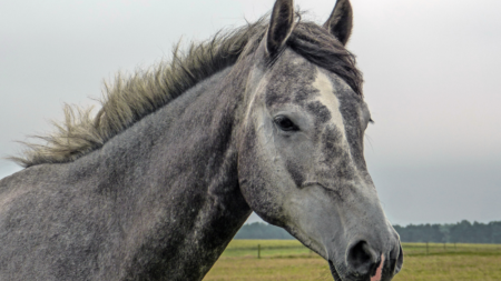 PPID cushing bij paarden afbeelding