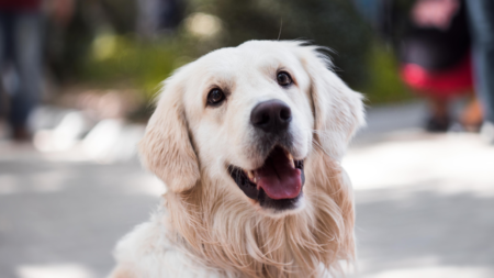 Oorproblemen bij hond en kat afbeelding