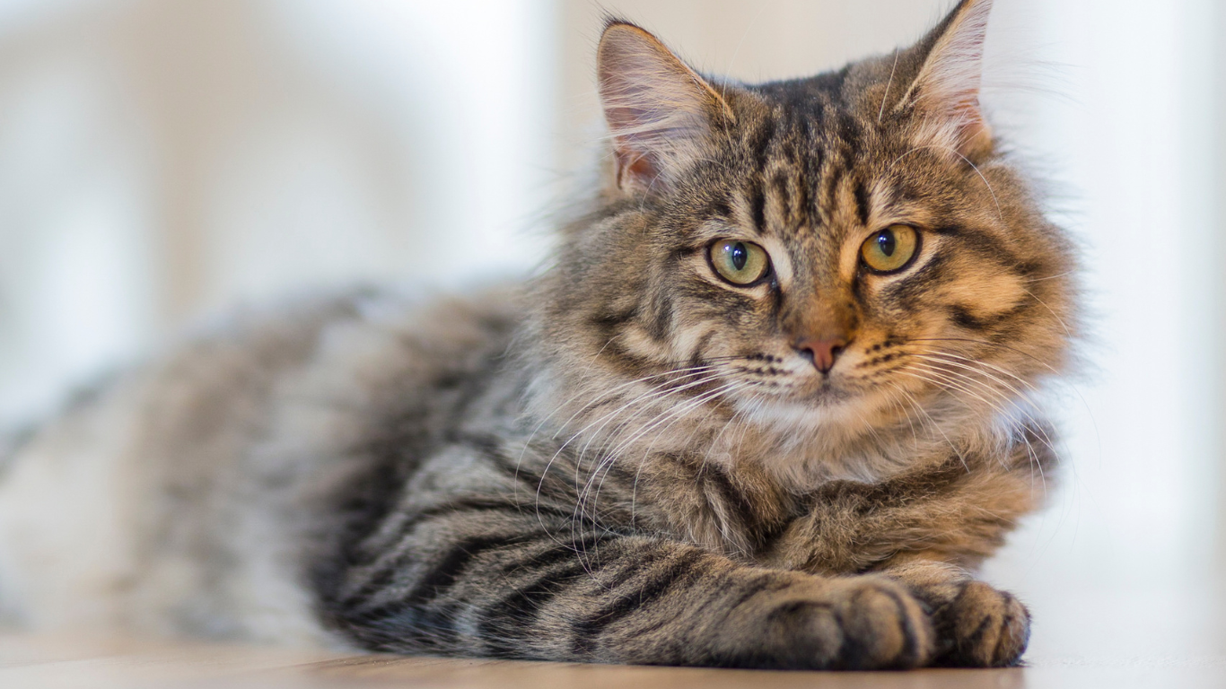 Ouderdomskwalen bij katten